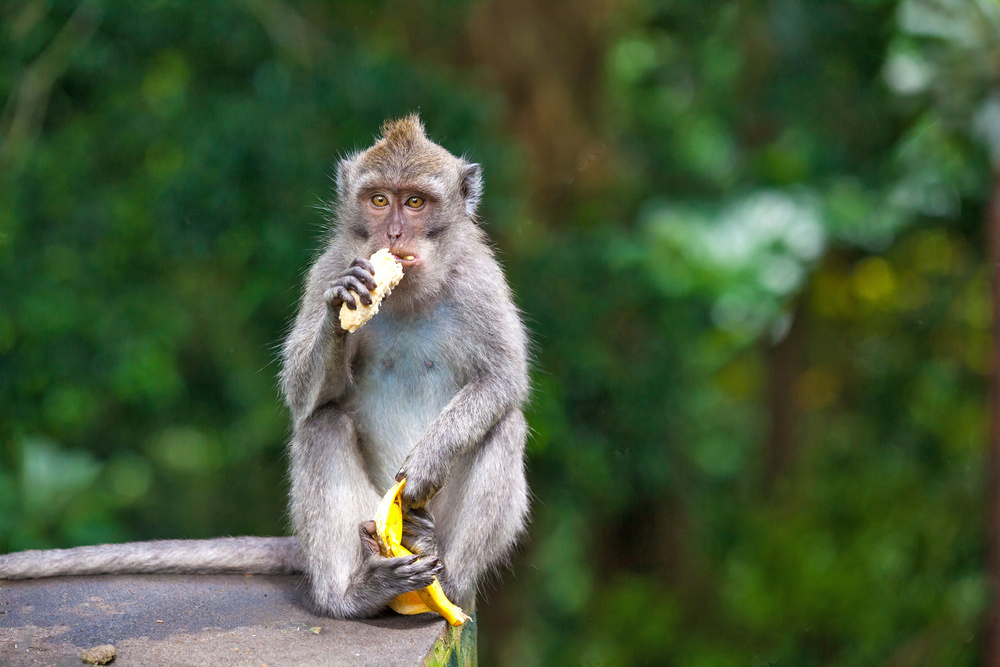 golden monkey eating